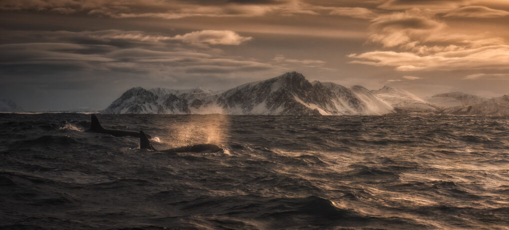 VIAGGIO FOTOGRAFICO ALLE ISOLE VESTERALEN E LOFOTEN, NORVEGIA