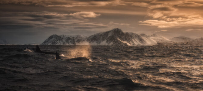 VIAGGIO FOTOGRAFICO ALLE ISOLE VESTERALEN E LOFOTEN, NORVEGIA